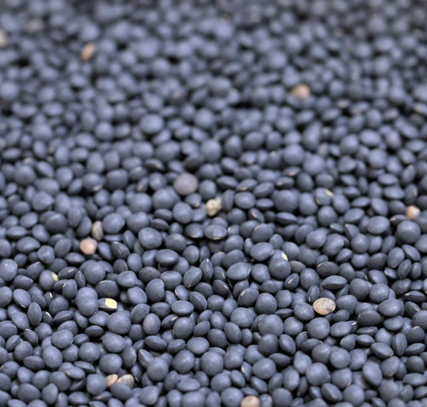 black-beluga-lentils-organic-bulk