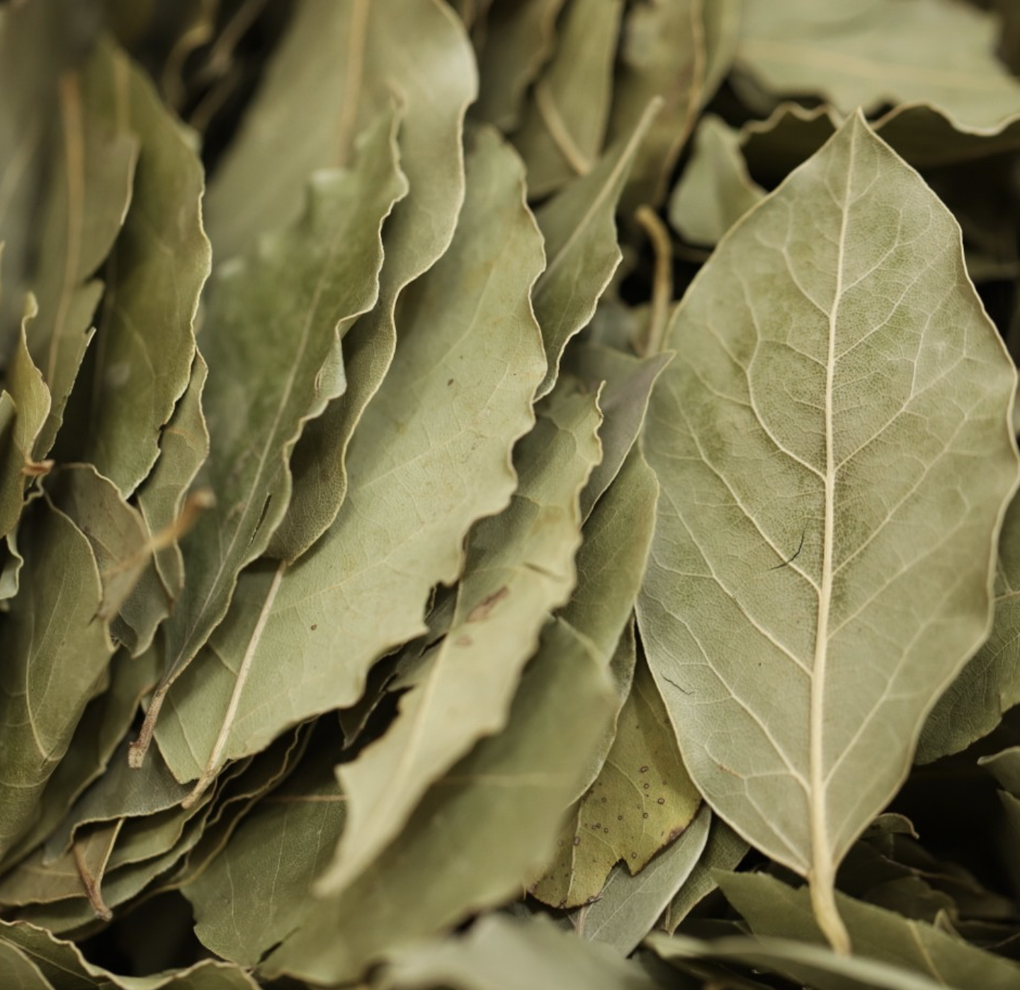 bay-leaves-bulk