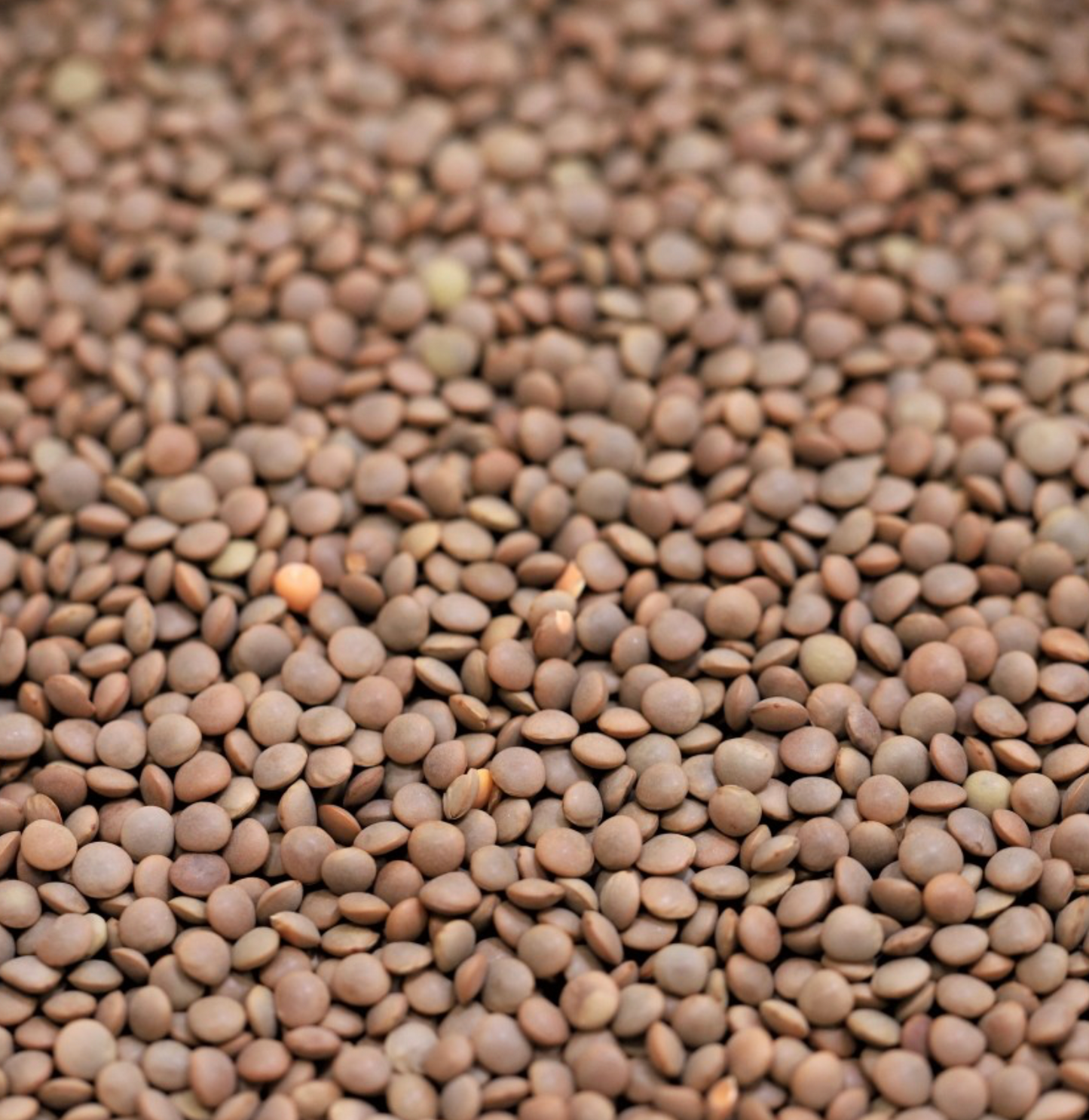 red-whloe-lentils-australian-bulk