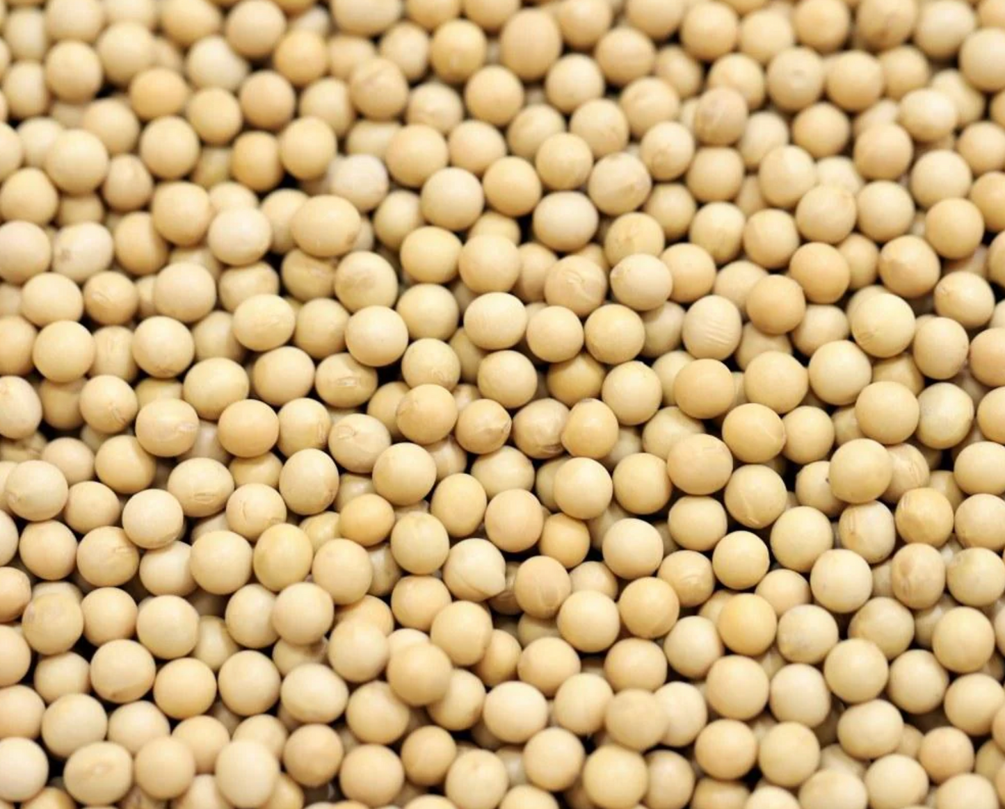 soya-beans-organic-bulk