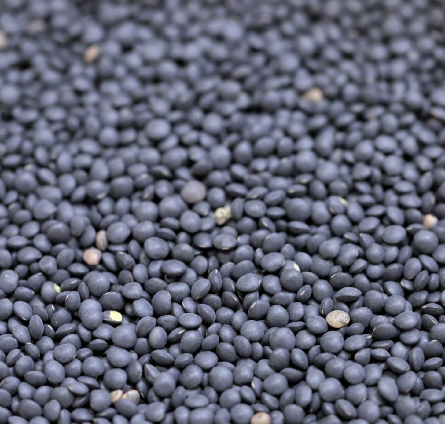 black-beluga-lentils-organic-bulk