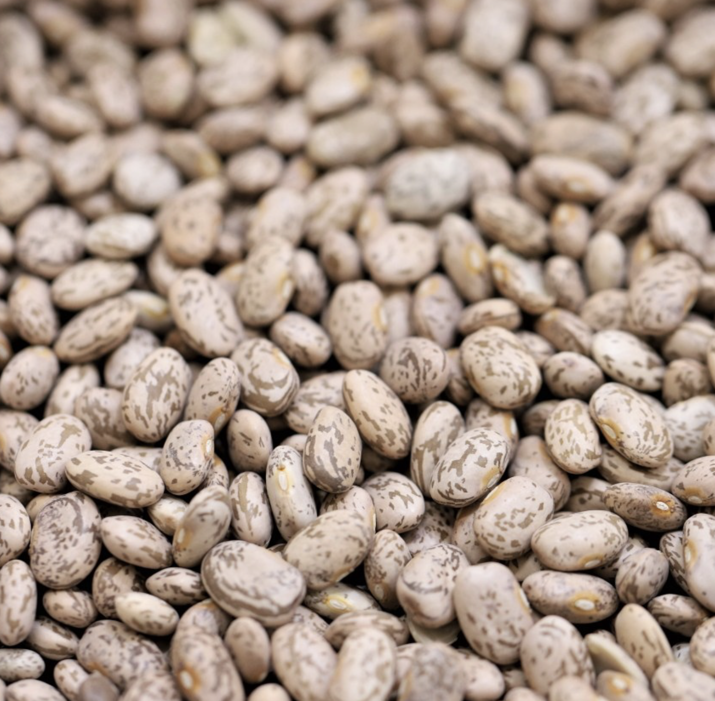 pinto-beans-bulk