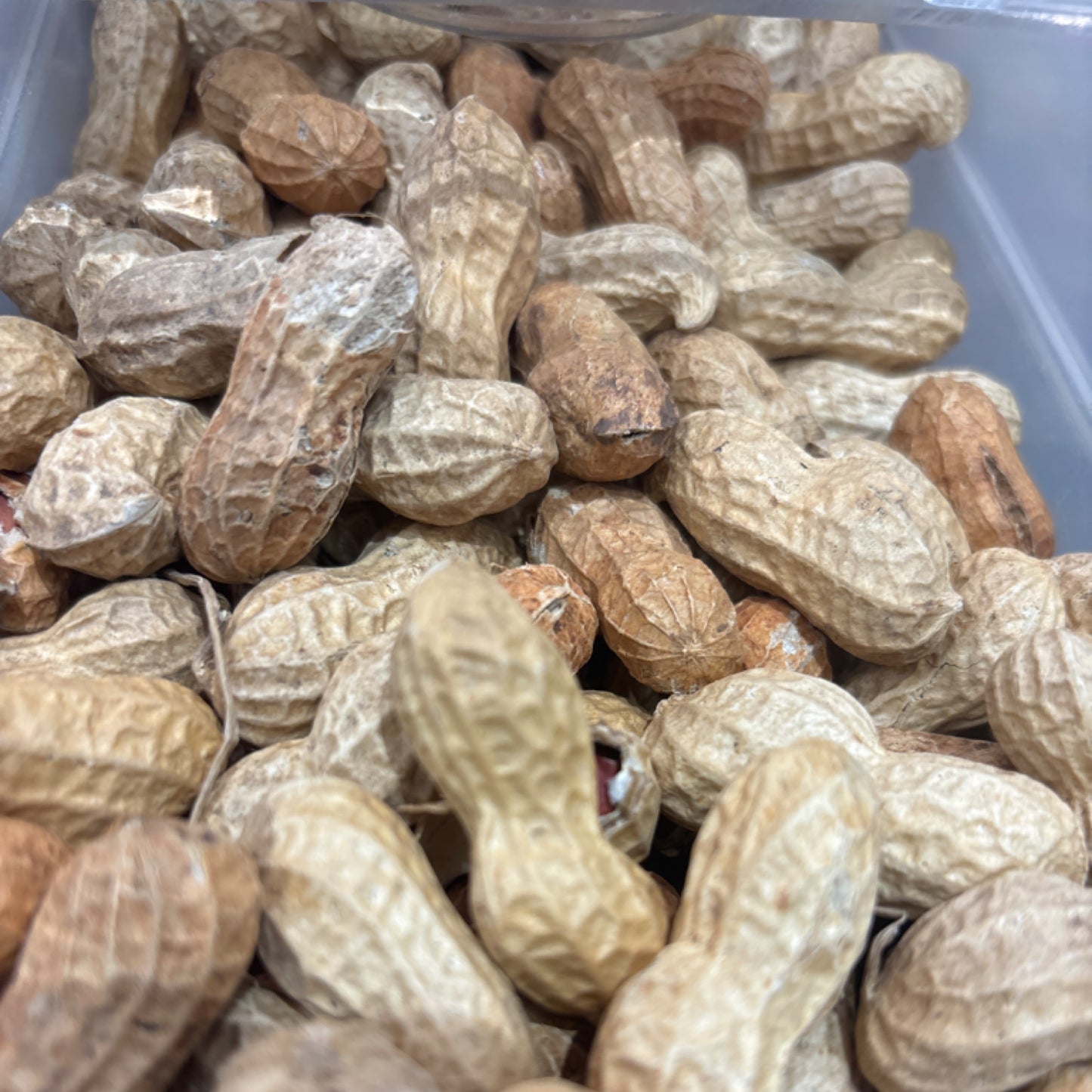 PEANUTS ROASTED IN SHELL - Bulk