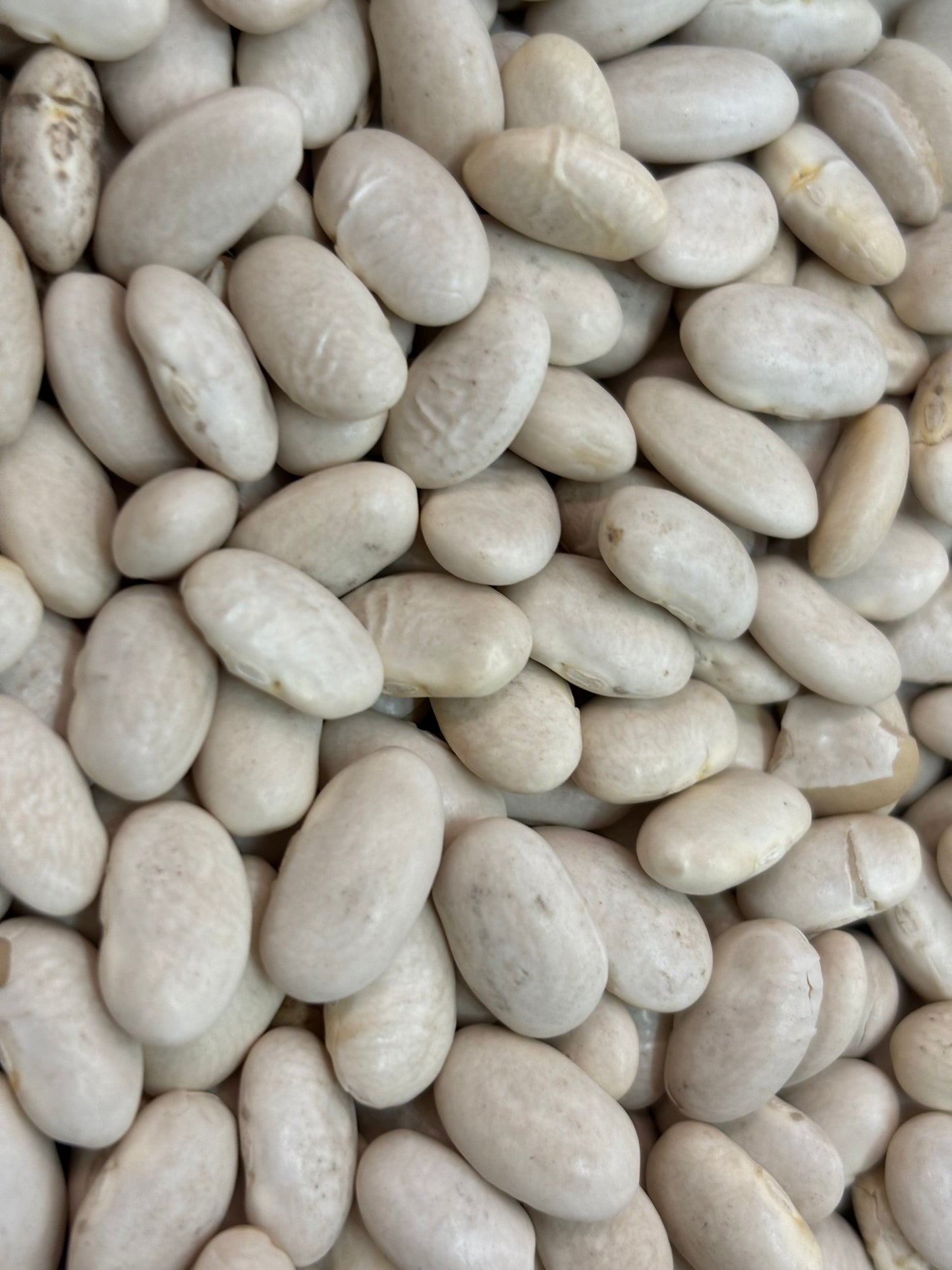 great-northern-beans-bulk