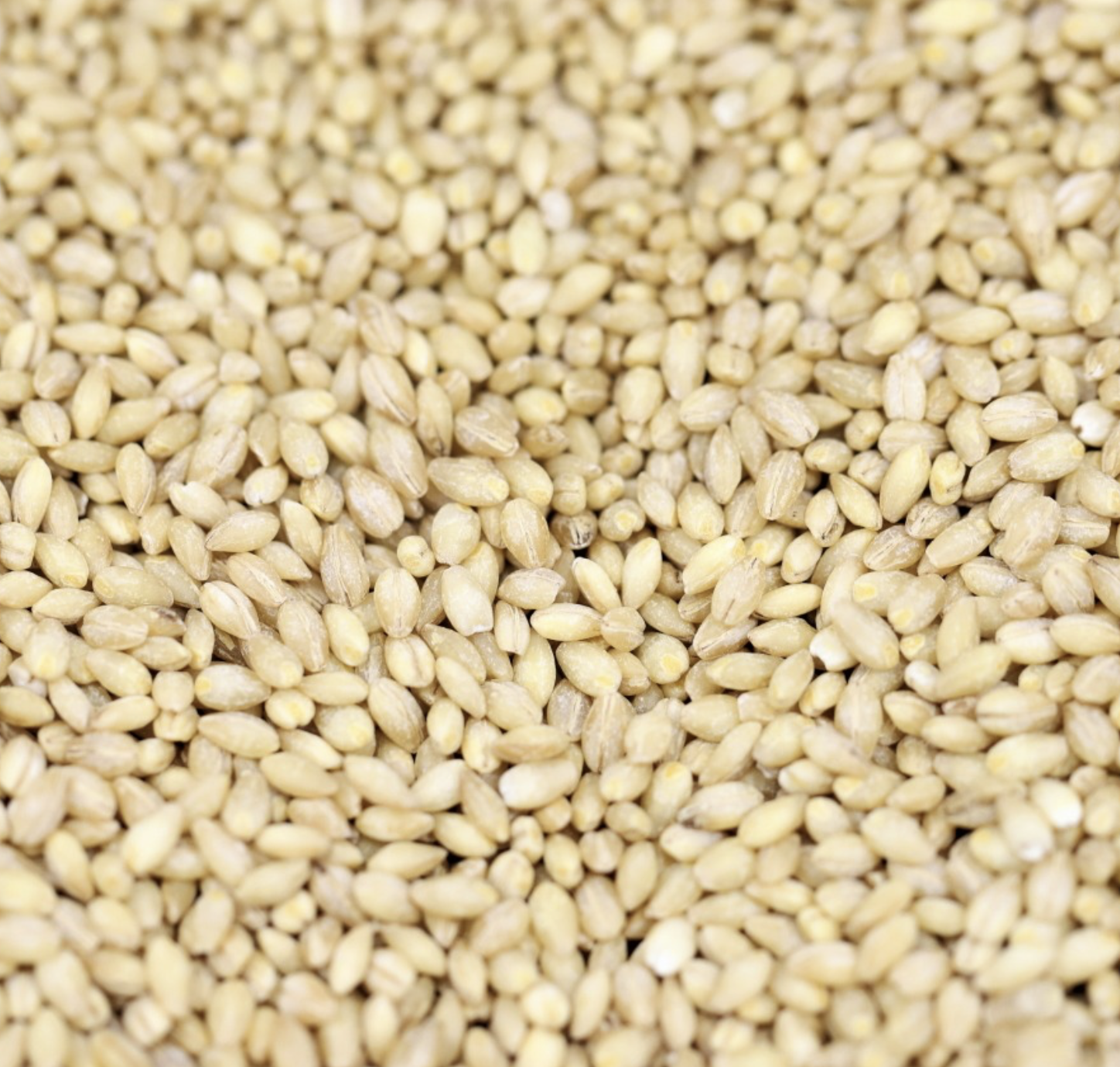 barley-pearl-grain-organic-bulk