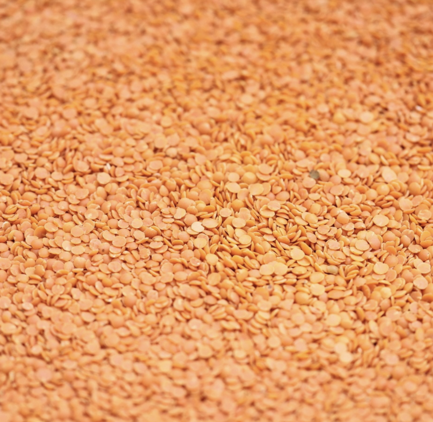 red-split-lentils-bulk