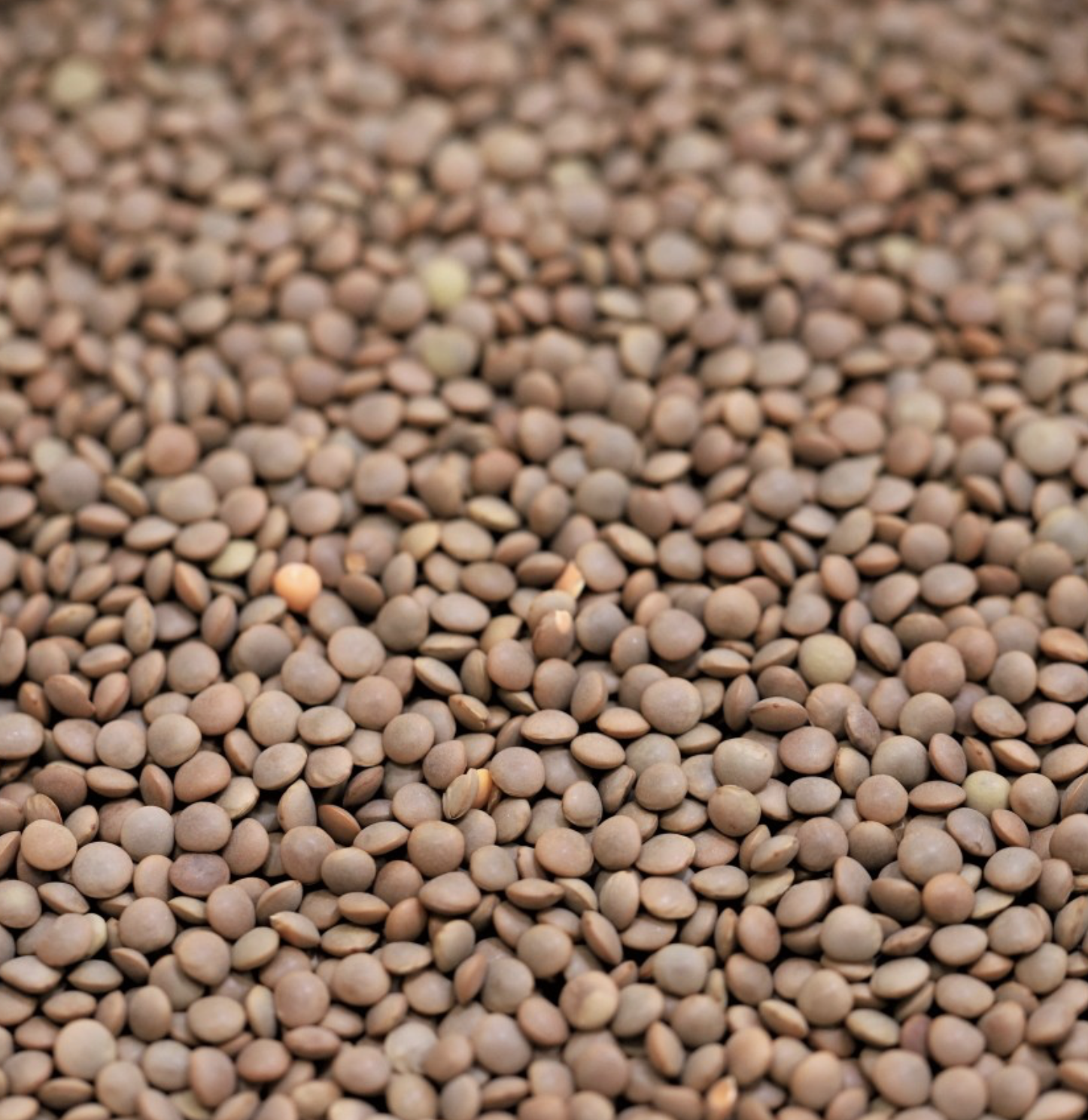 red-whloe-lentils-australian-bulk