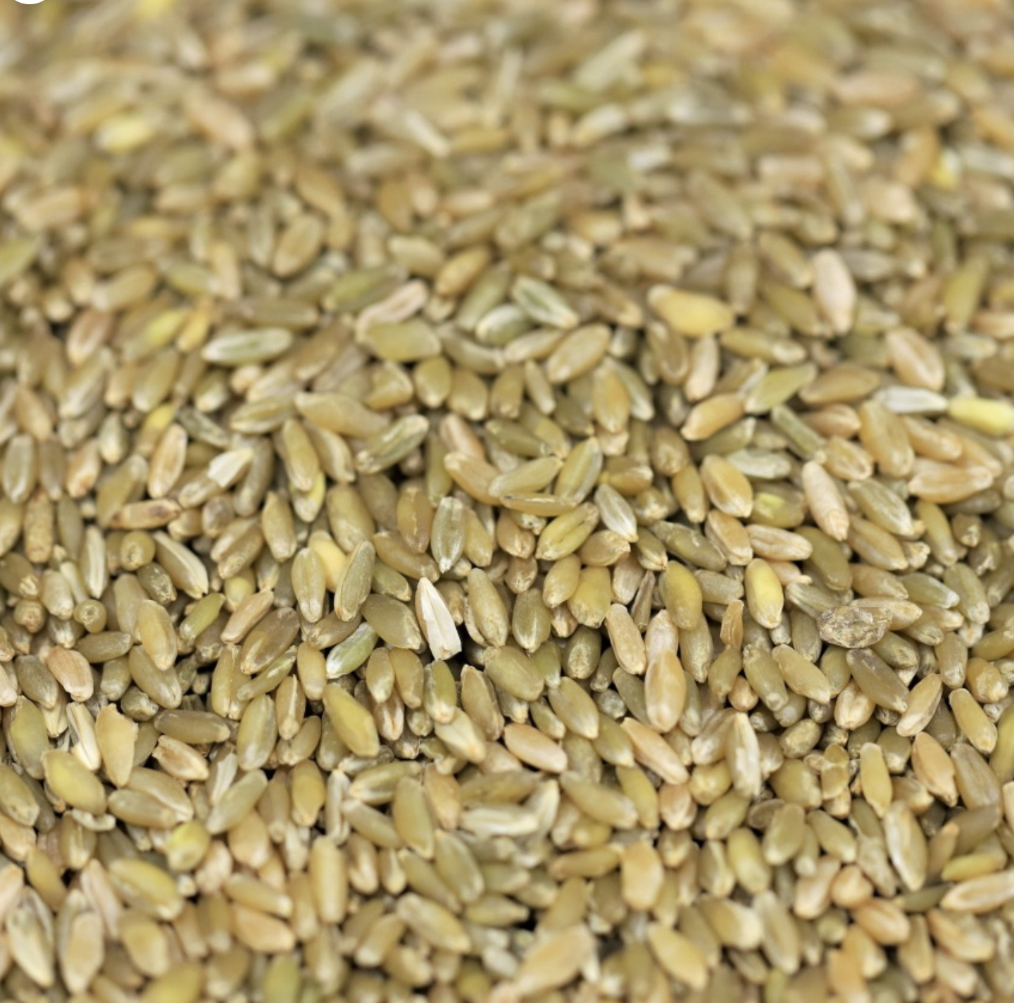 freekeh-whole-grain-bulk