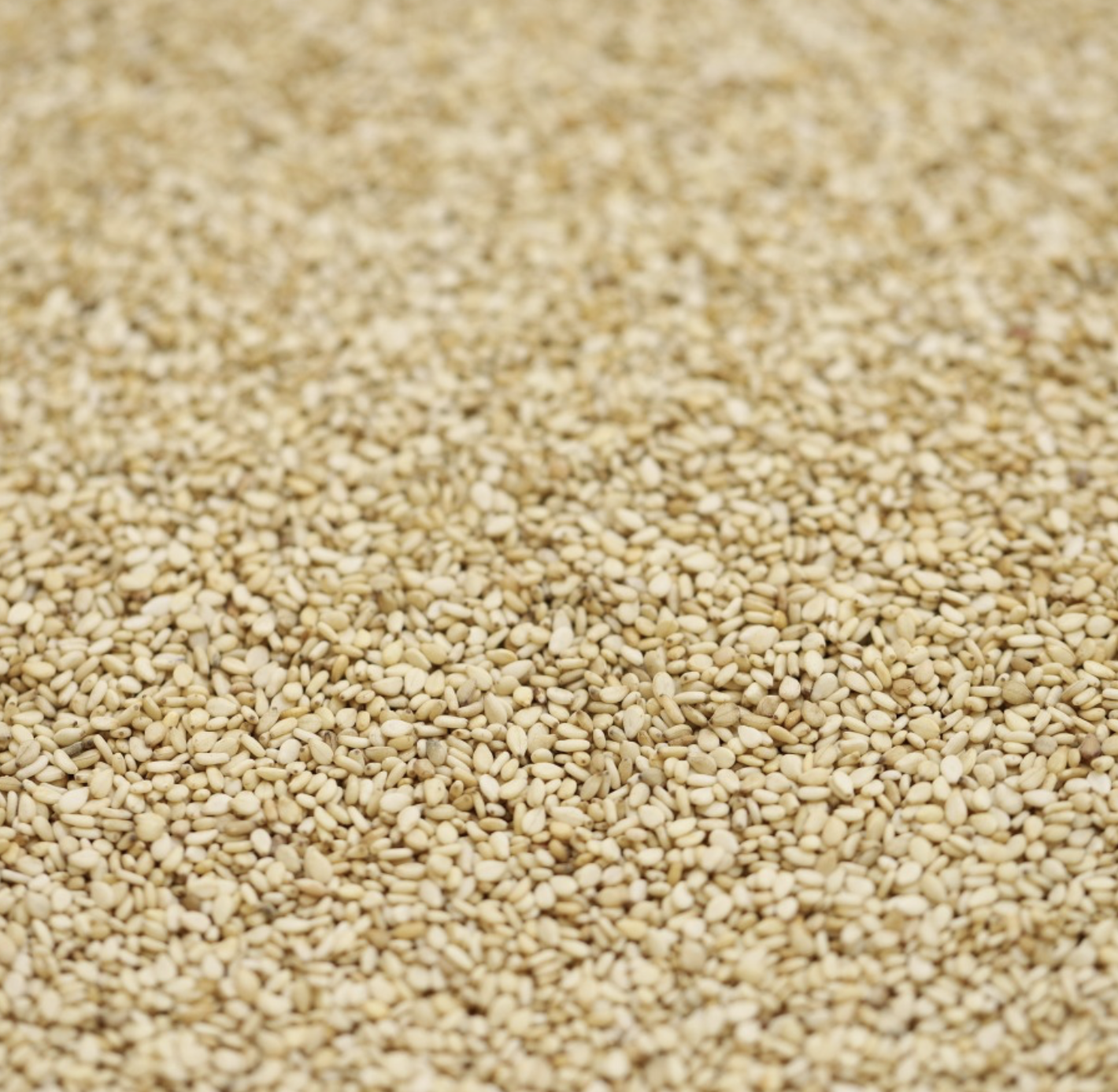 SESAME SEEDS UNHULLED ORGANIC - Bulk