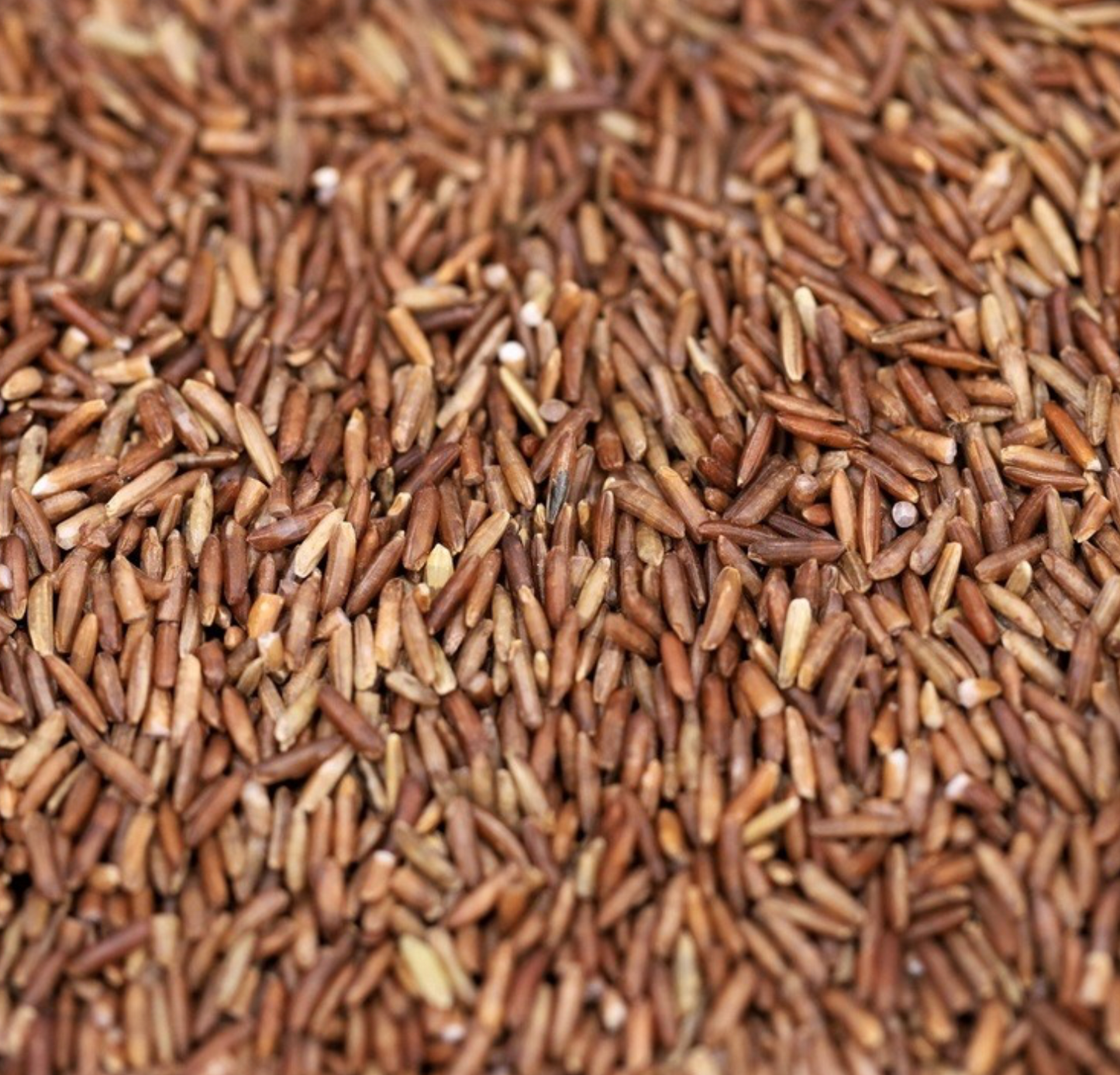 red-rice-organic-bulk