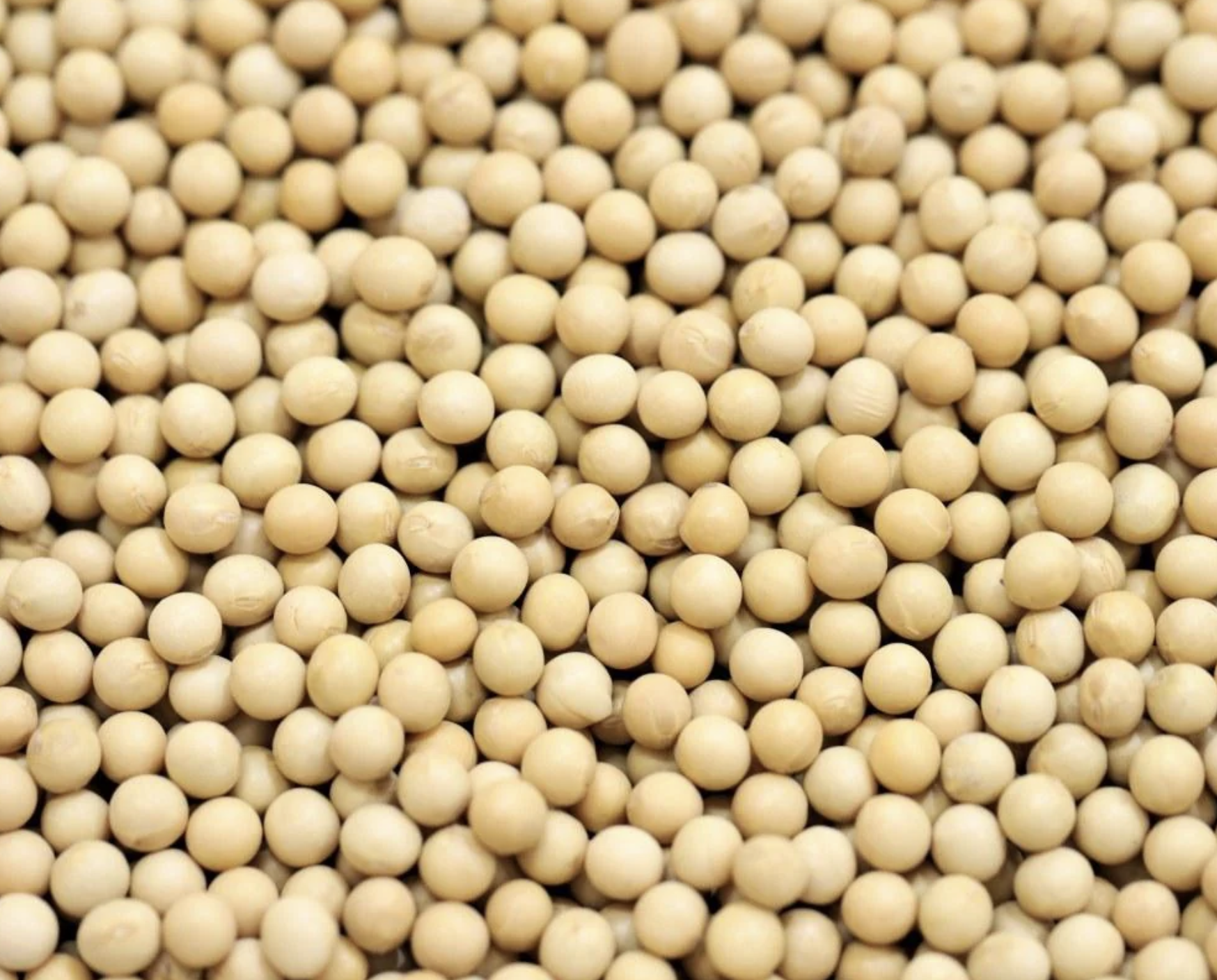 soya-beans-organic-bulk
