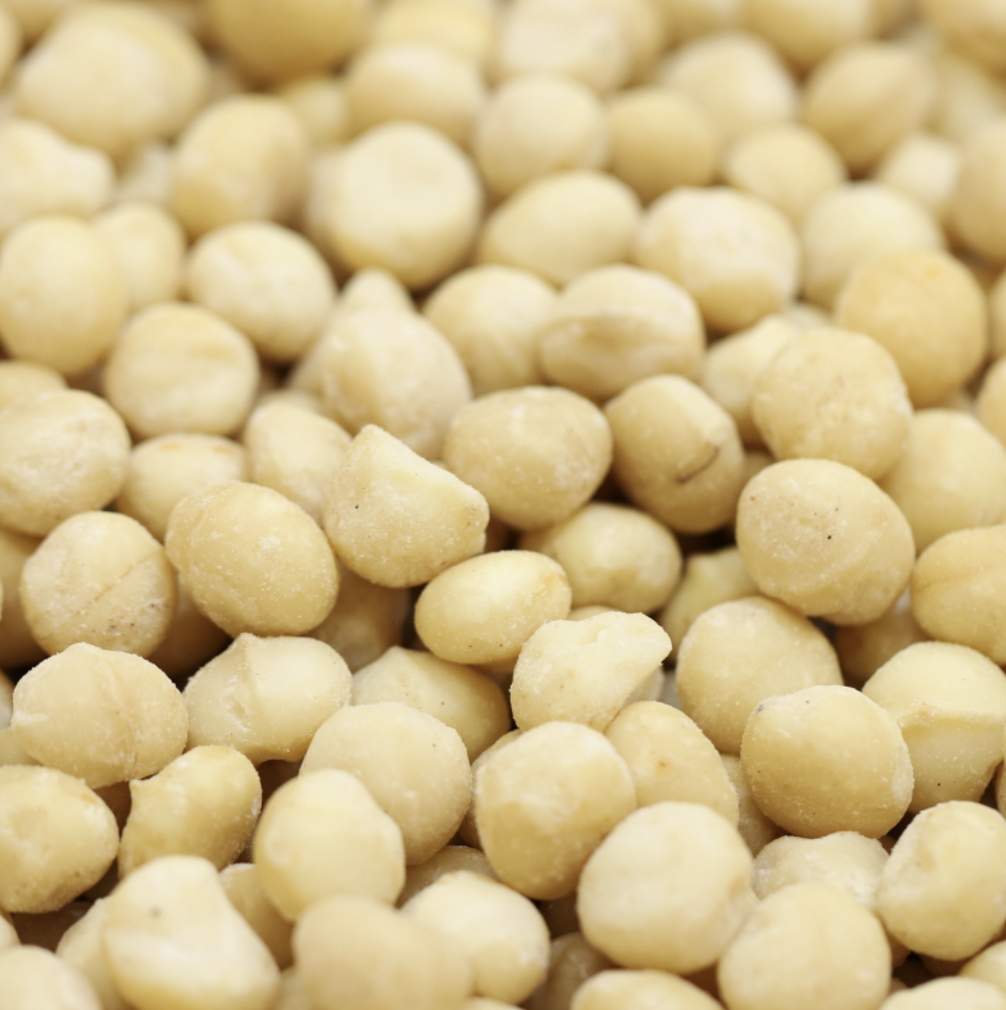 MACADAMIA ROASTED/SALTED - Bulk