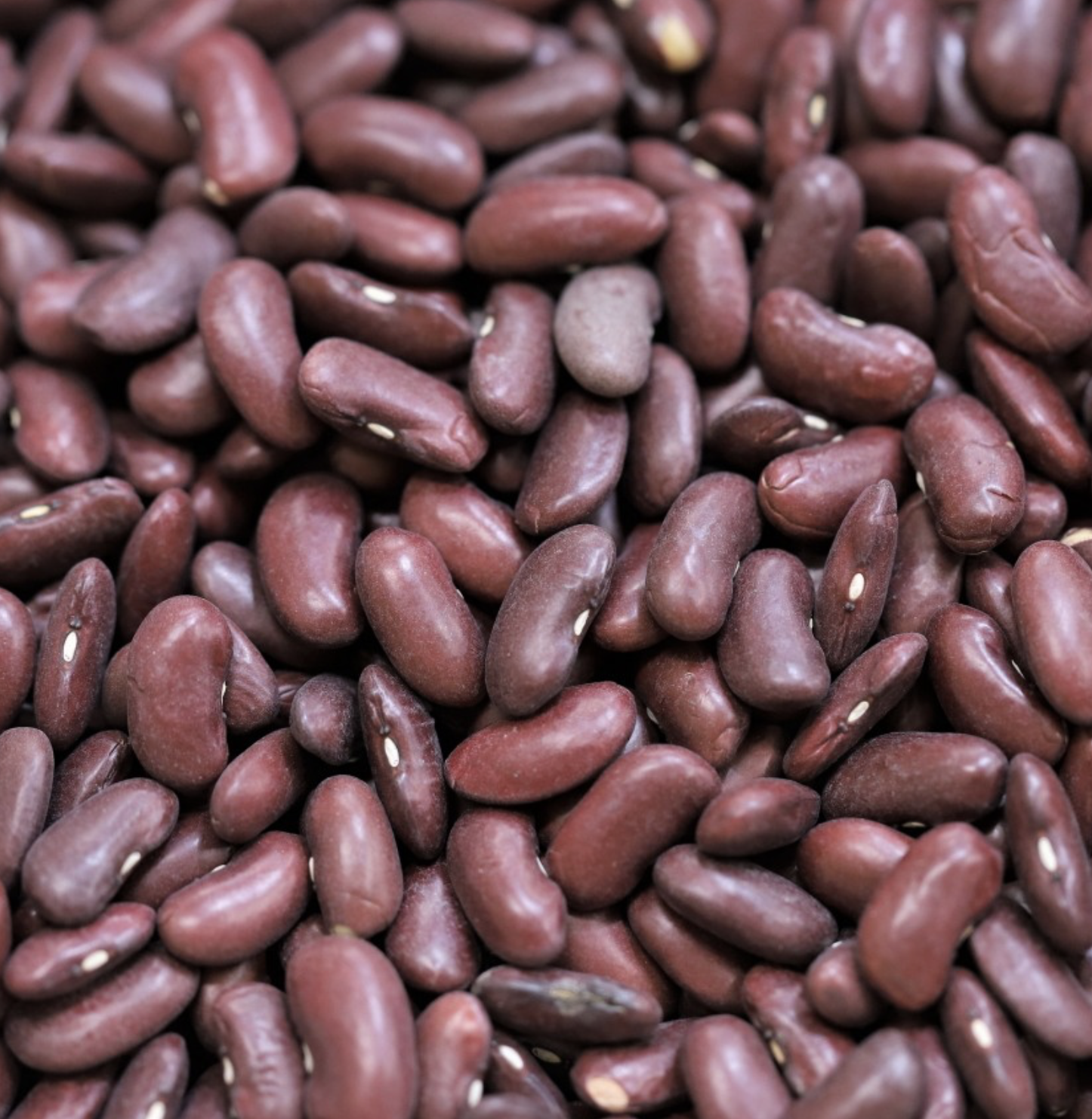 red-kidney-beans-bulk
