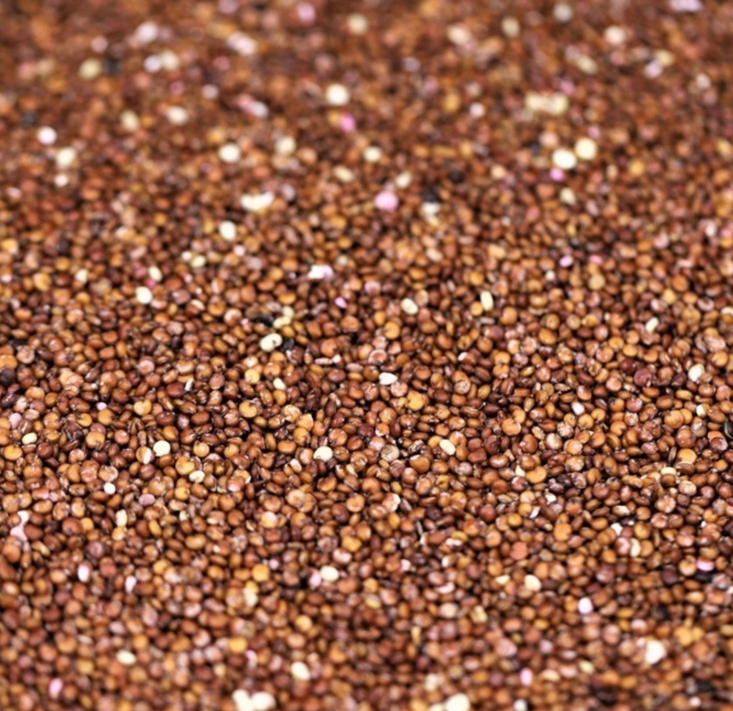 quinoa-red-organic-bulk