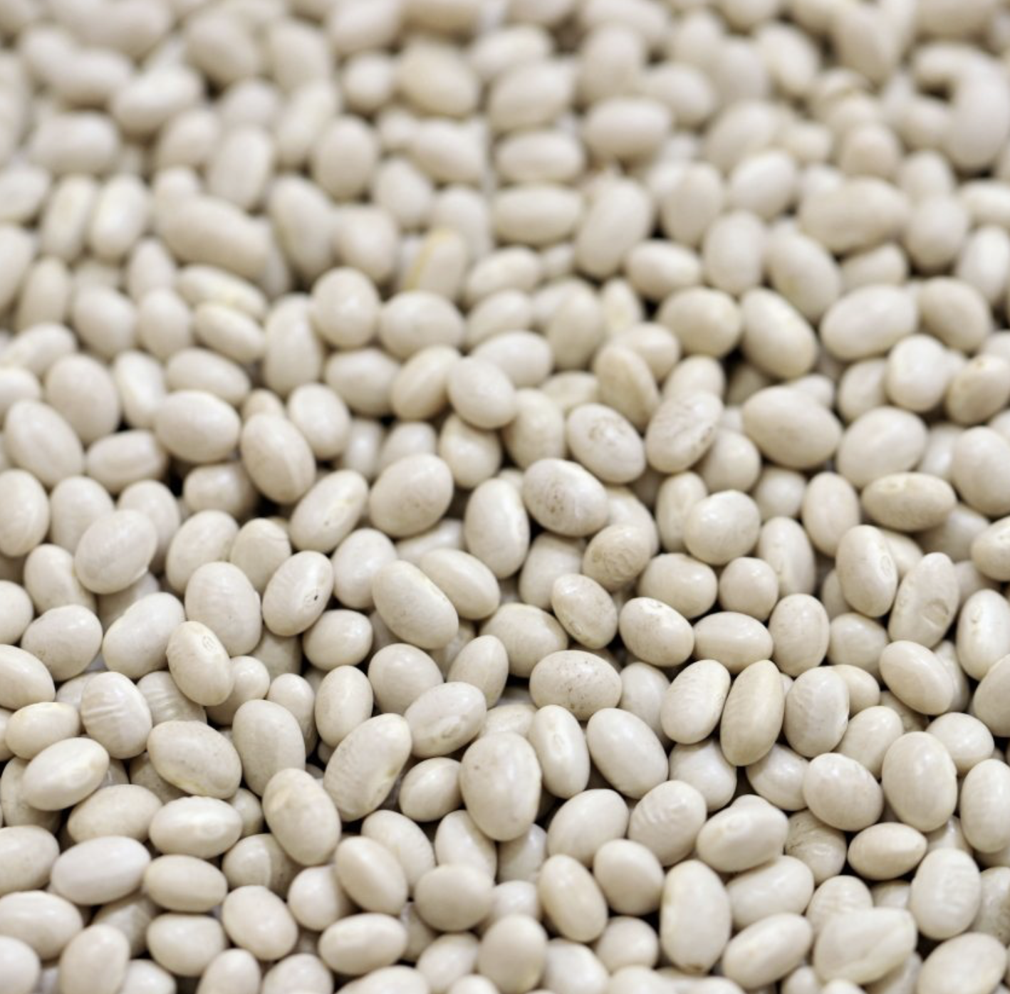 haricot-beans-navy-beans-bulk