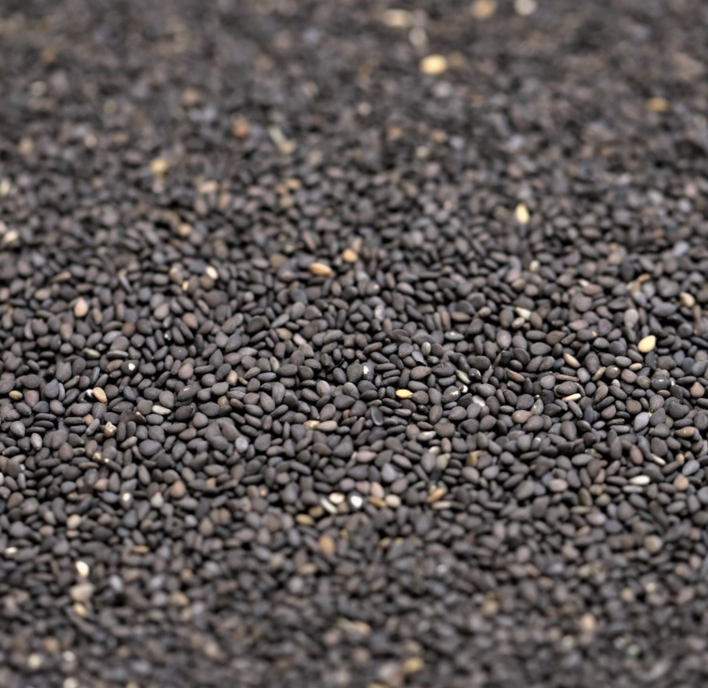 SESAME SEEDS BLACK ORGANIC - Bulk