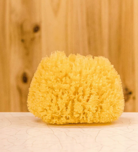 natural-sea-sponge-small