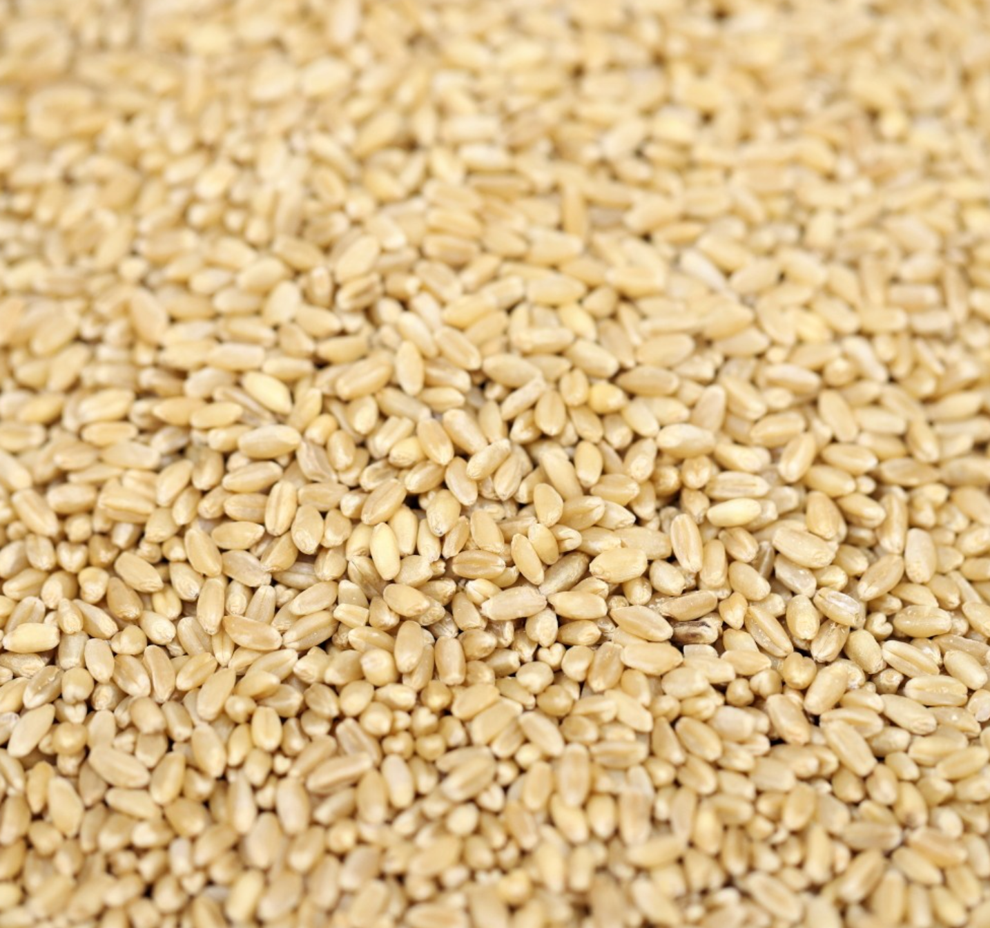 wheat-whole-grain-bulk