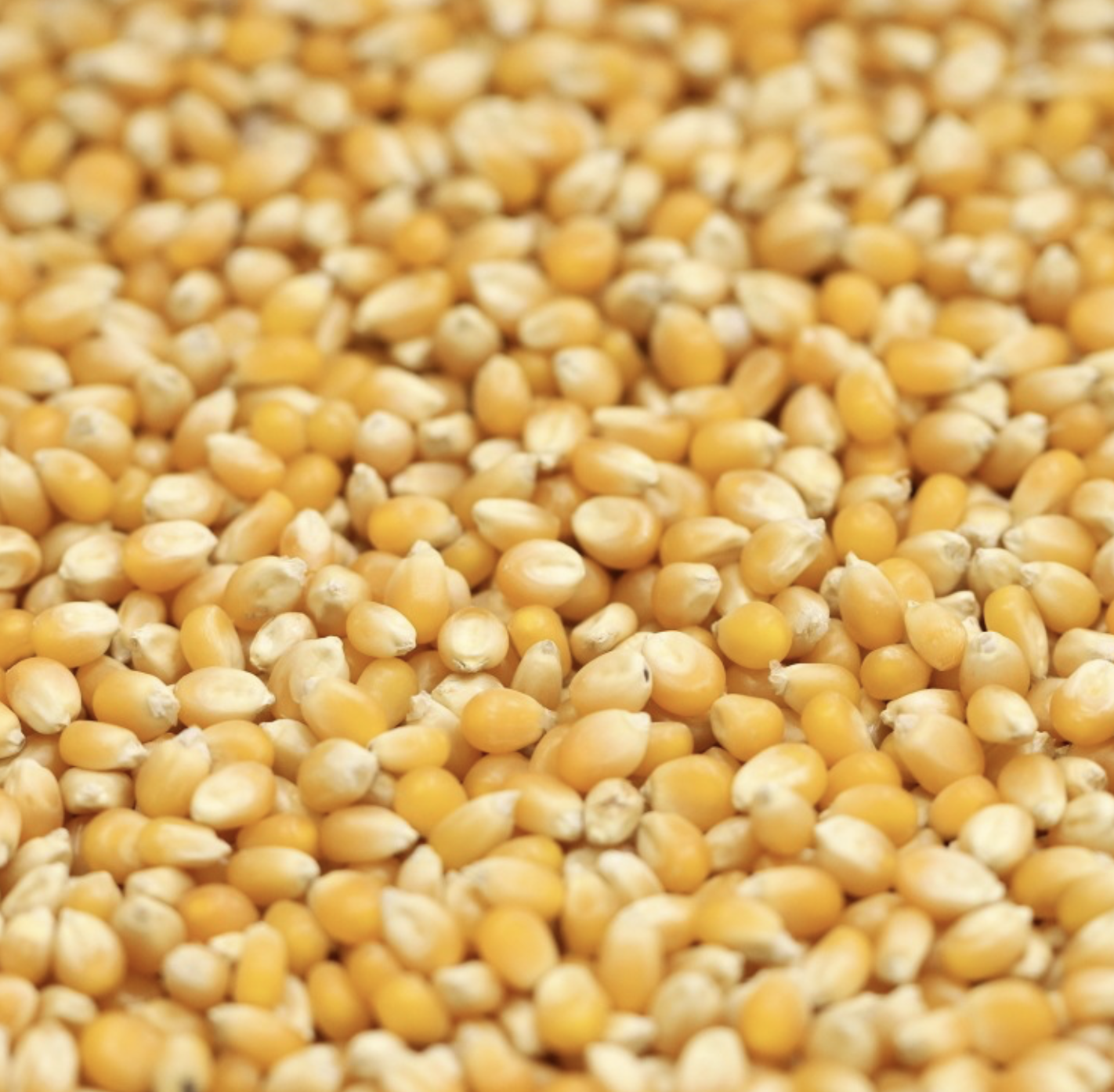 popping-corn-organic-bulk