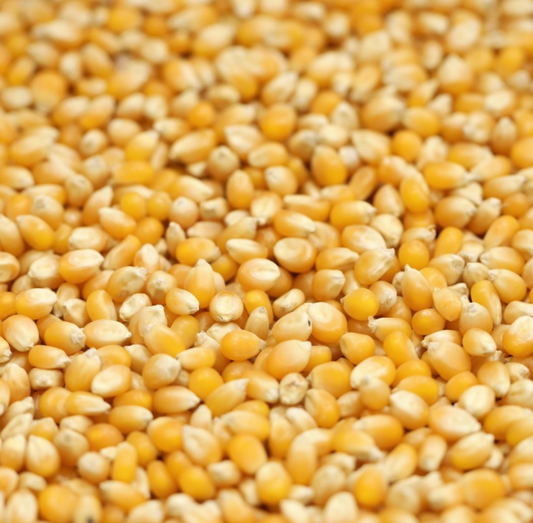 popping-corn-organic-bulk